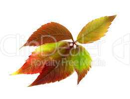 Autumn multicolor grapes leaf. Parthenocissus quinquefolia folia
