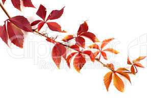 Branch of red autumn grapes leaves