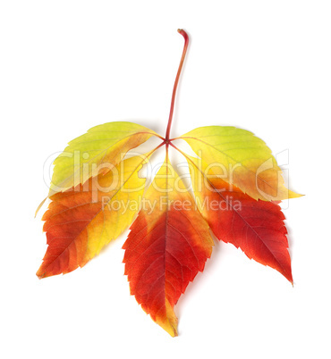 Multicolor autumn virginia creeper leaves