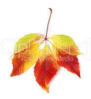 Multicolor autumn virginia creeper leaves