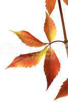 Autumn grapes leaves (Parthenocissus quinquefolia foliage)
