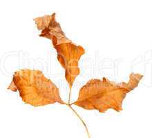 Dried autumn leaf. Close-up view.