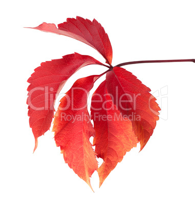 Red autumn virginia creeper leaves