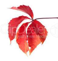 Red autumn virginia creeper leaves