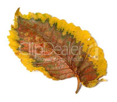 Dry autumn leaf