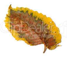 Dry autumn leaf