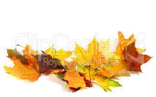 Dry multicolor maple-leafs on white background