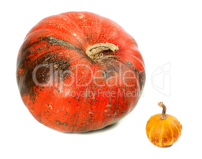 Small and big ripe pumpkins