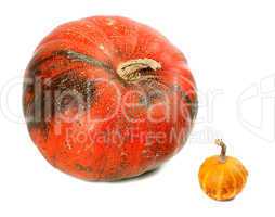 Small and big ripe pumpkins
