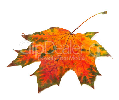 Multicolor autumn maple-leaf