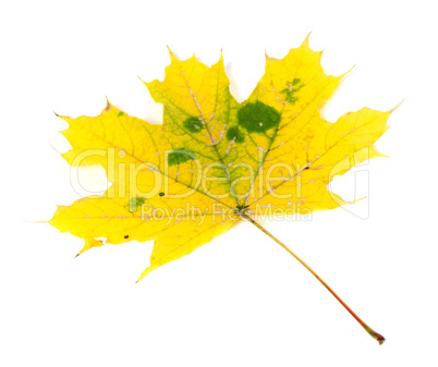 Yellowed autumn maple-leaf