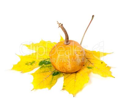 Orange decorative pumpkin on yellowed maple leaf