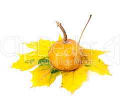 Orange decorative pumpkin on yellowed maple leaf