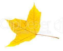 Autumn yellowed leaf