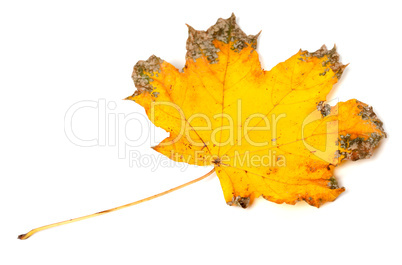 Yellow dried autumn maple-leaf