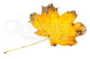 Yellow dried autumn maple-leaf