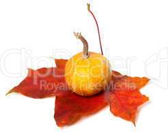 Small decorative pumpkin on red autumn maple-leaf