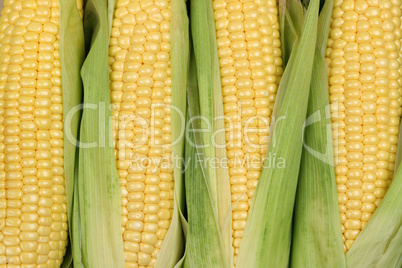 Mais auf Maiskolben