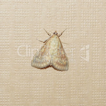 Moth butterfly