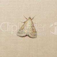Moth butterfly