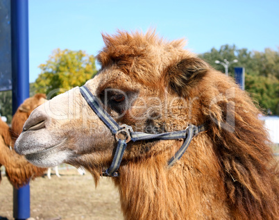 Head of camel