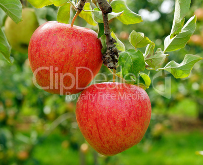 Delicious fresh Apples in the Garden
