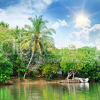 river and tropical plants on the coast