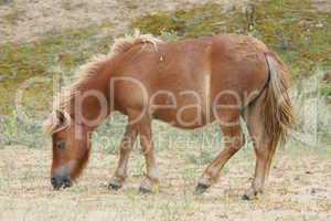 Brown Shetland pony