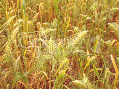 Retro look Barleycorn field