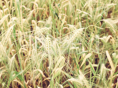 Retro look Barleycorn field