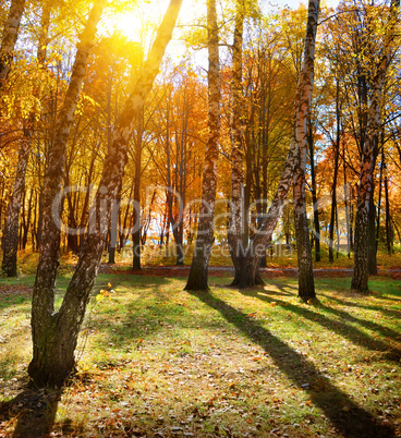 Autumn park