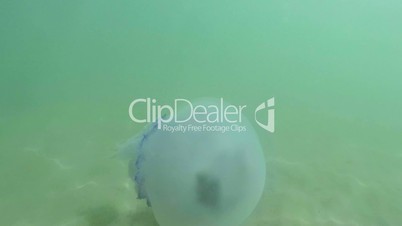 jellyfish closeup slowly floats in sea water fry hiding under a poisonous Medusa