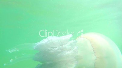 jellyfish closeup slowly floats in sea water fry hiding under a poisonous Medusa