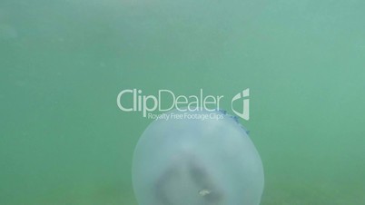 jellyfish closeup slowly floats in sea water fry hiding under a poisonous Medusa