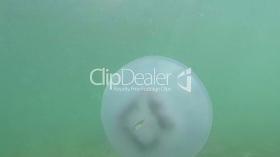 jellyfish closeup slowly floats in sea water fry hiding under a poisonous Medusa