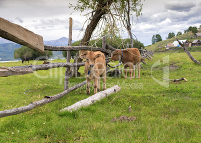 two calfs in a meadow pasture