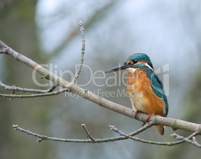 Eisvogel Eisvogel