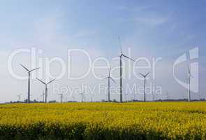 Rape field with windmills