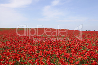 bright red poppies field