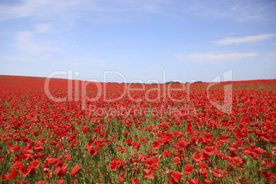 Poppy field with blue sky