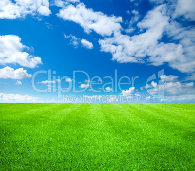 green grass green grass
