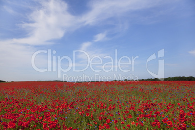 Poppy plants on field