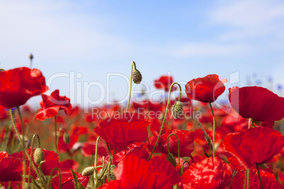 poppy flower closeup