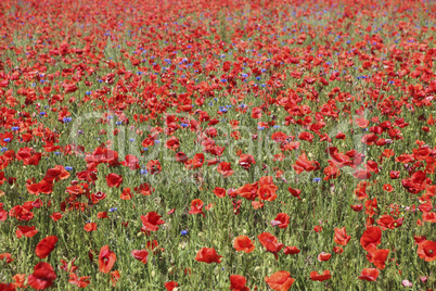 many poppies