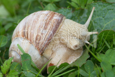 crawling snail (Helix pomatia)