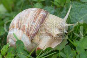 crawling snail (Helix pomatia)