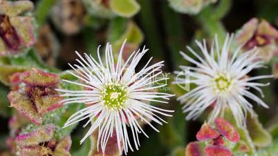 Eiskraut (Mesembryanthemum crystallinum)