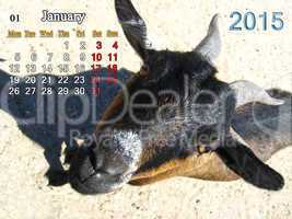 calendar for January of 2015 year with goat