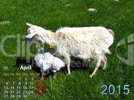 calendar for April of 2015 year with goat and kids