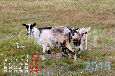 calendar for May of 2015 year with goat and kids